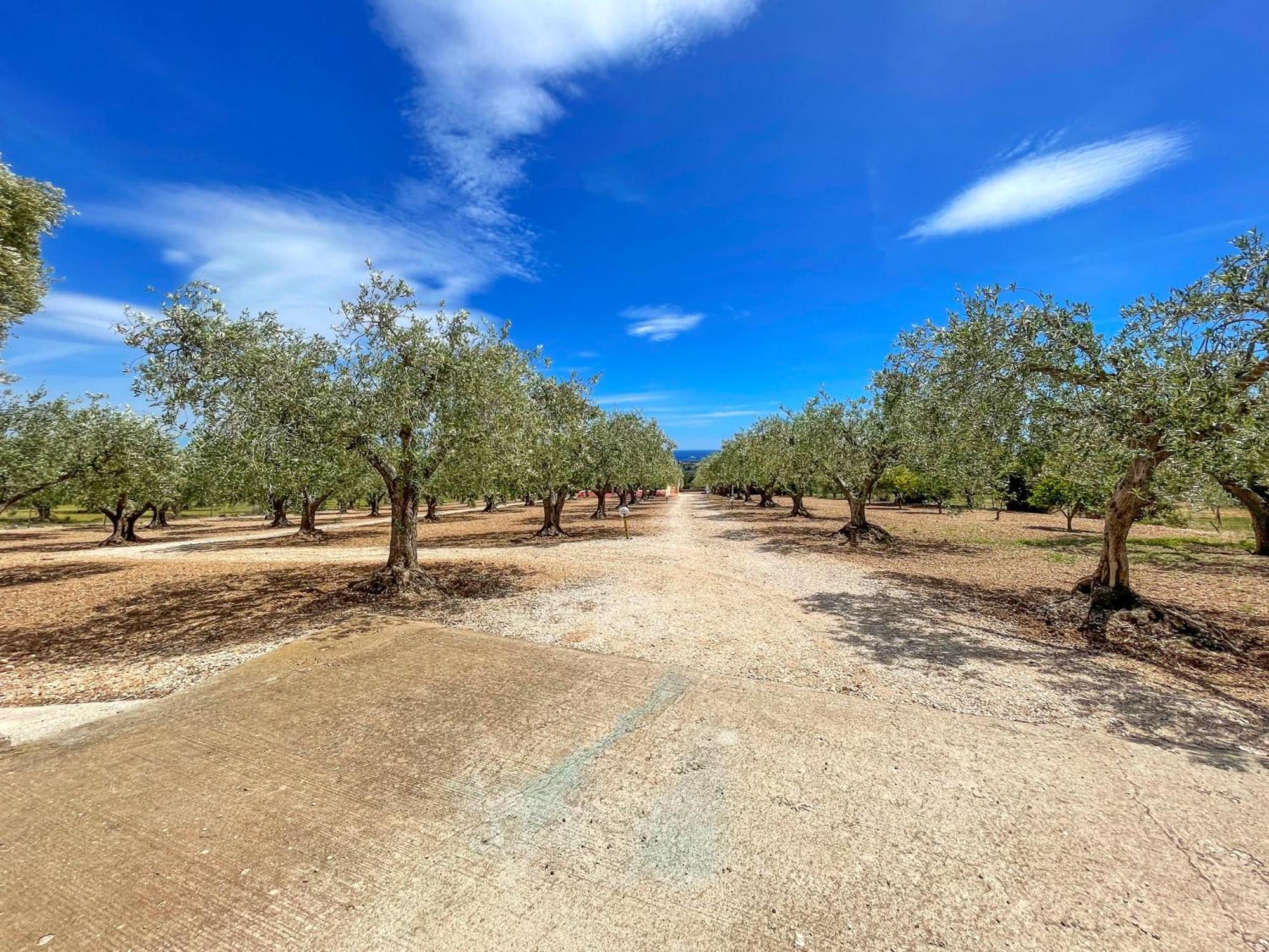 Rustico Degli Ulivi Lägenhet Orosei Exteriör bild